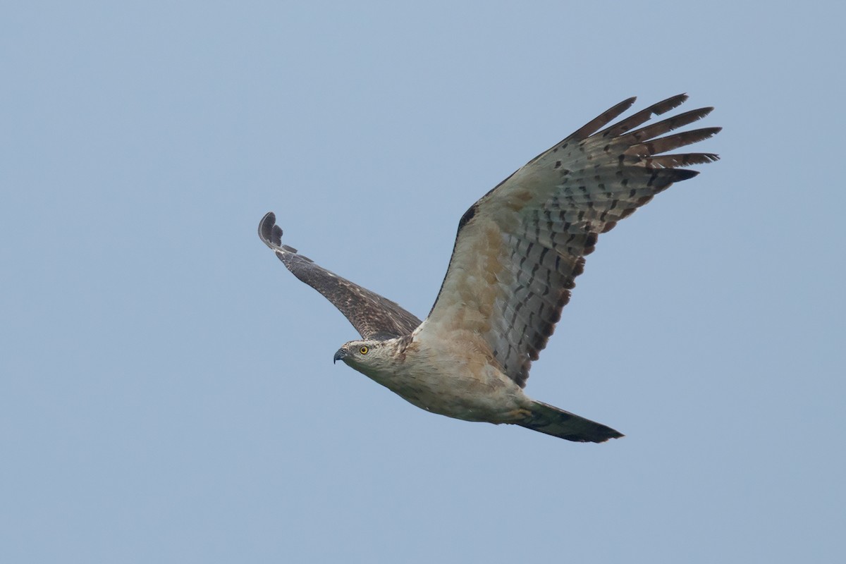 Oriental Honey-buzzard - ML374283601