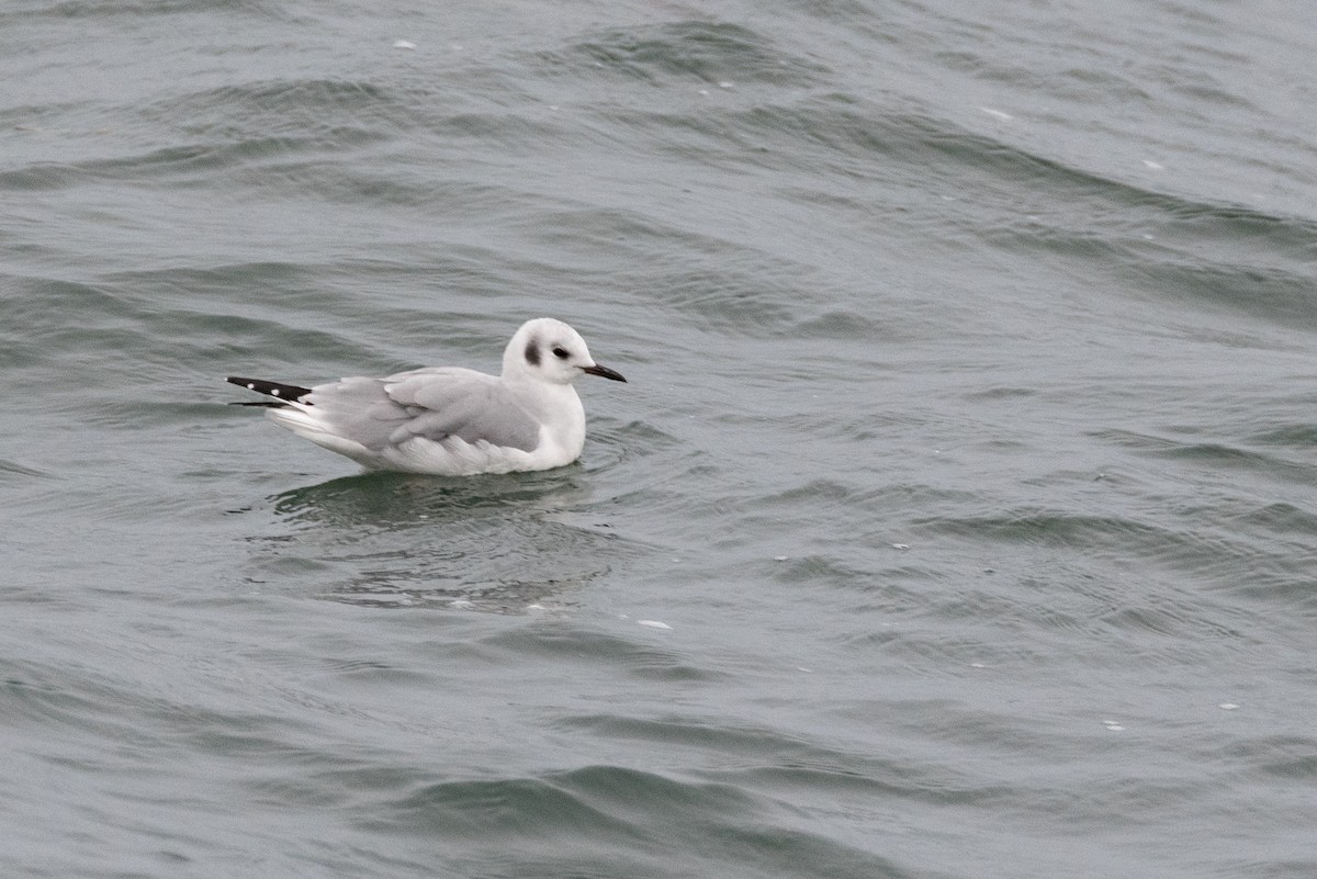 Bonaparte's Gull - Vincent Giroux