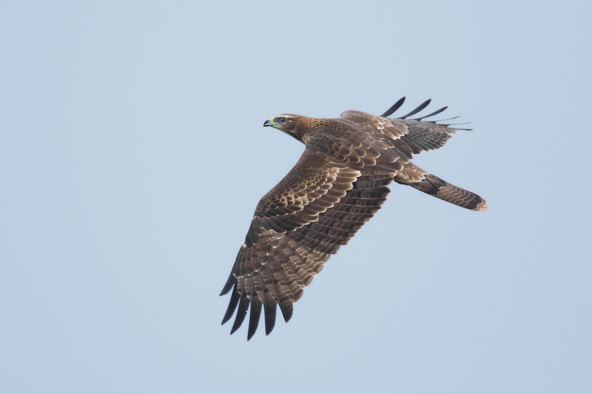 Oriental Honey-buzzard - ML374283851