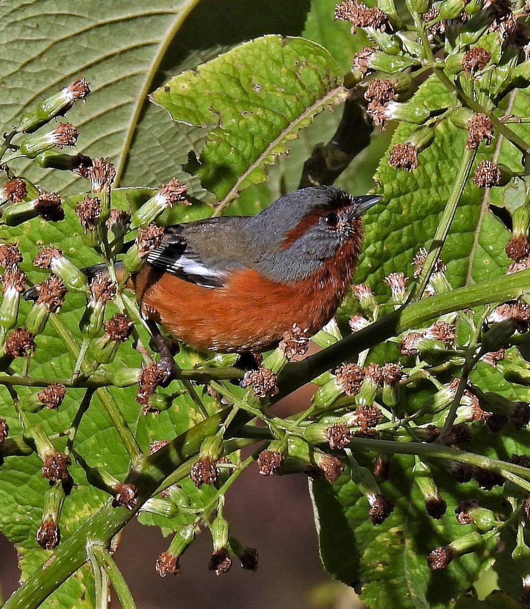 Rusty-browed Warbling Finch - ML374284611