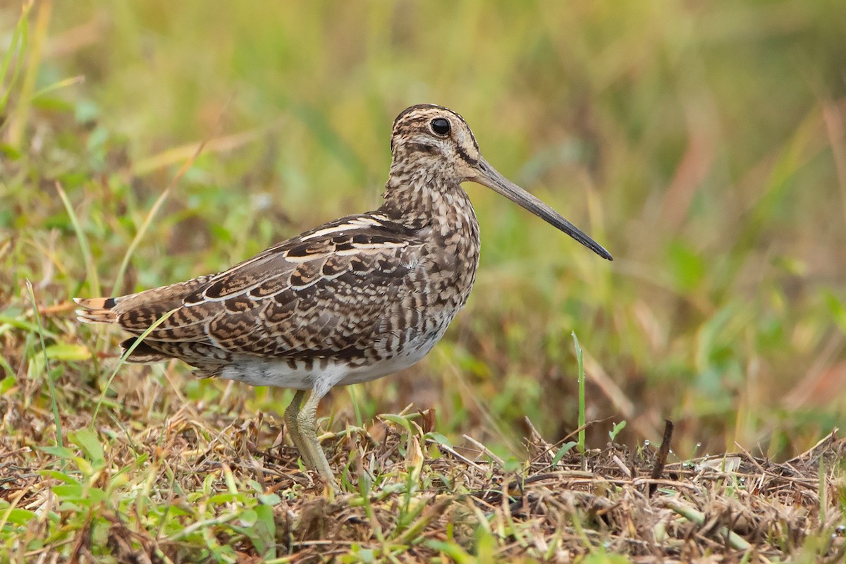 Swinhoe's Snipe - ML374284651