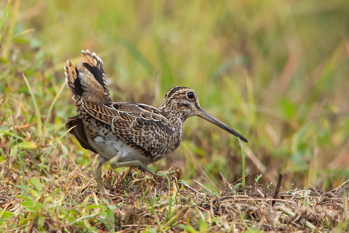 Swinhoe's Snipe - ML374284681