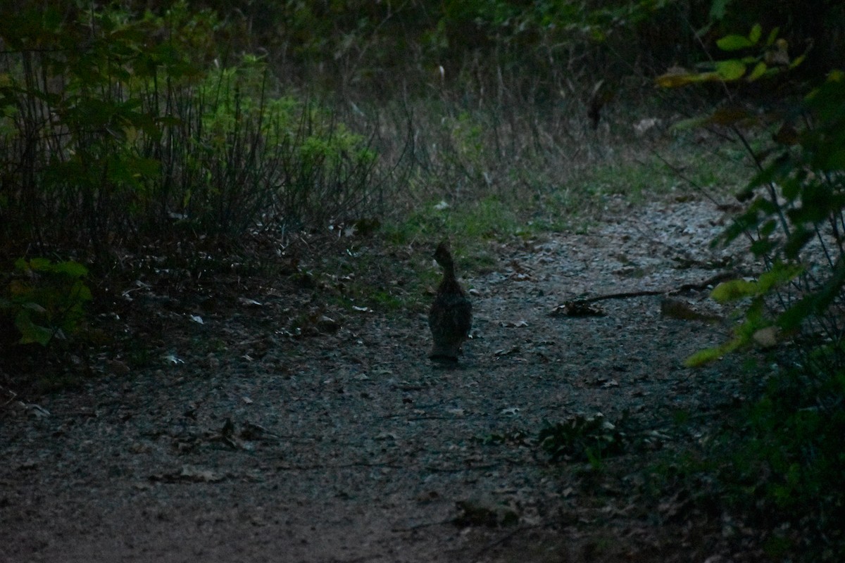 Ruffed Grouse - ML374284931