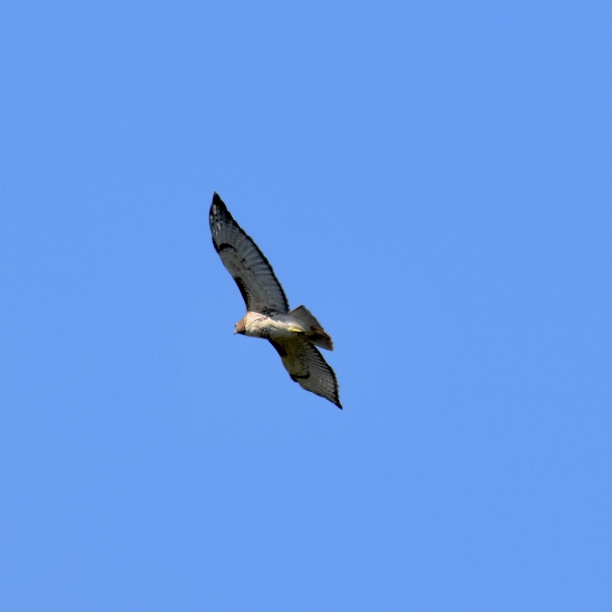 Red-tailed Hawk - ML374285791