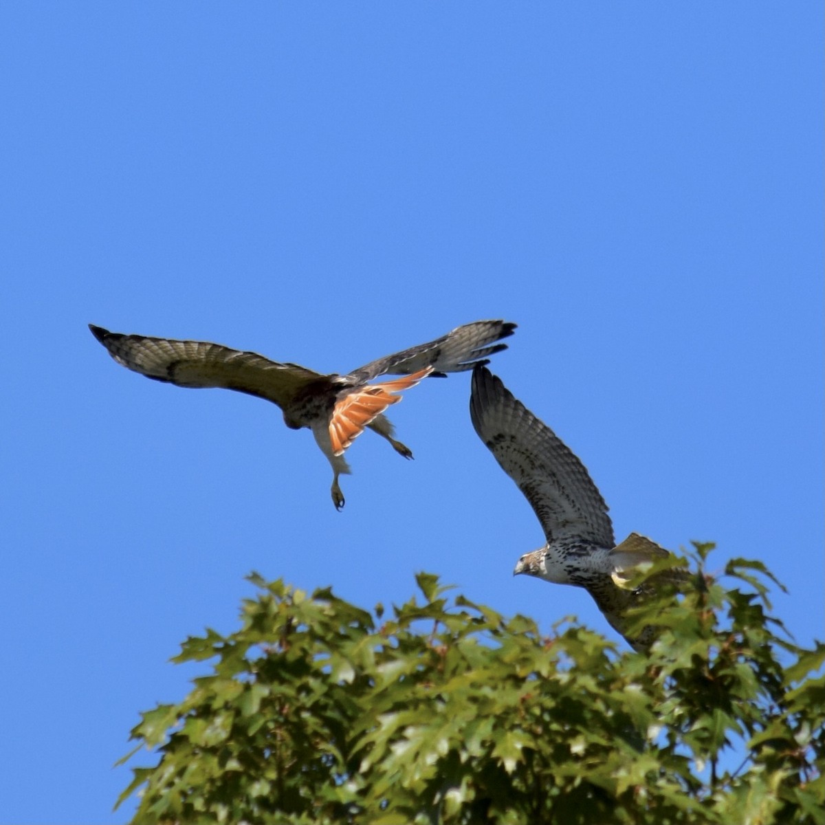 Red-tailed Hawk - ML374285801