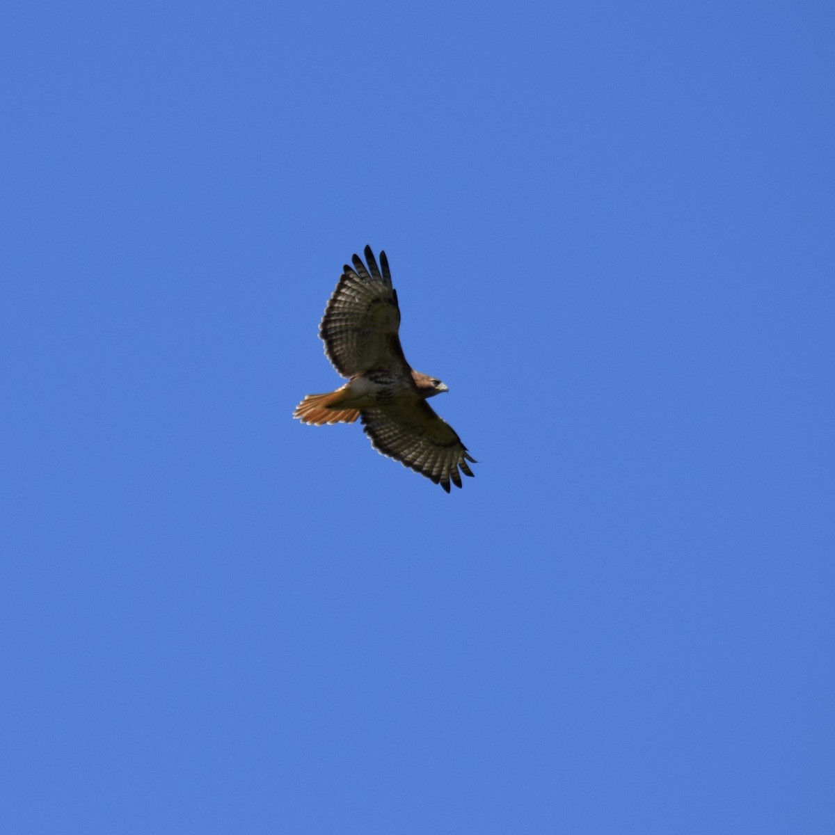 Red-tailed Hawk - ML374285811