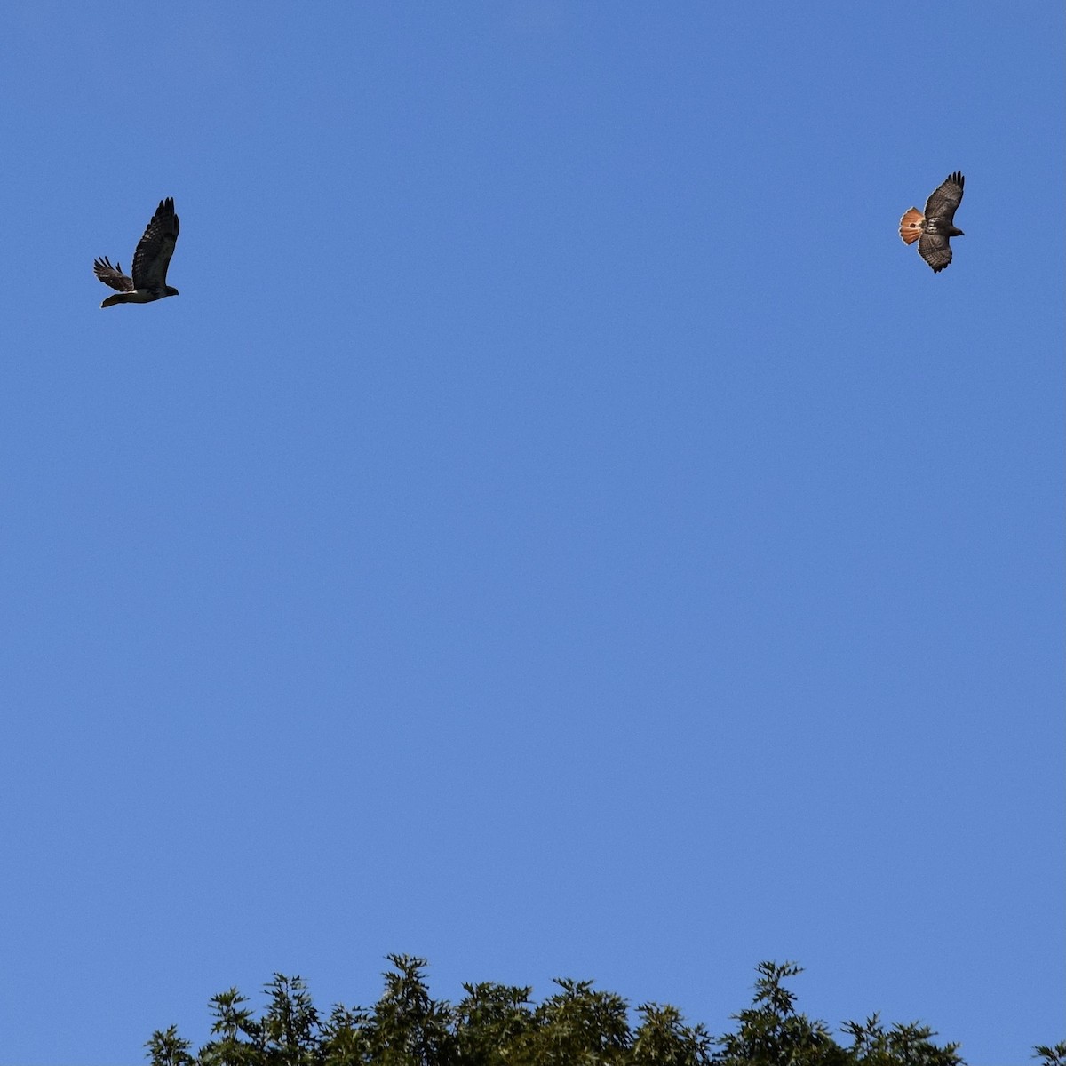 Red-tailed Hawk - ML374285821