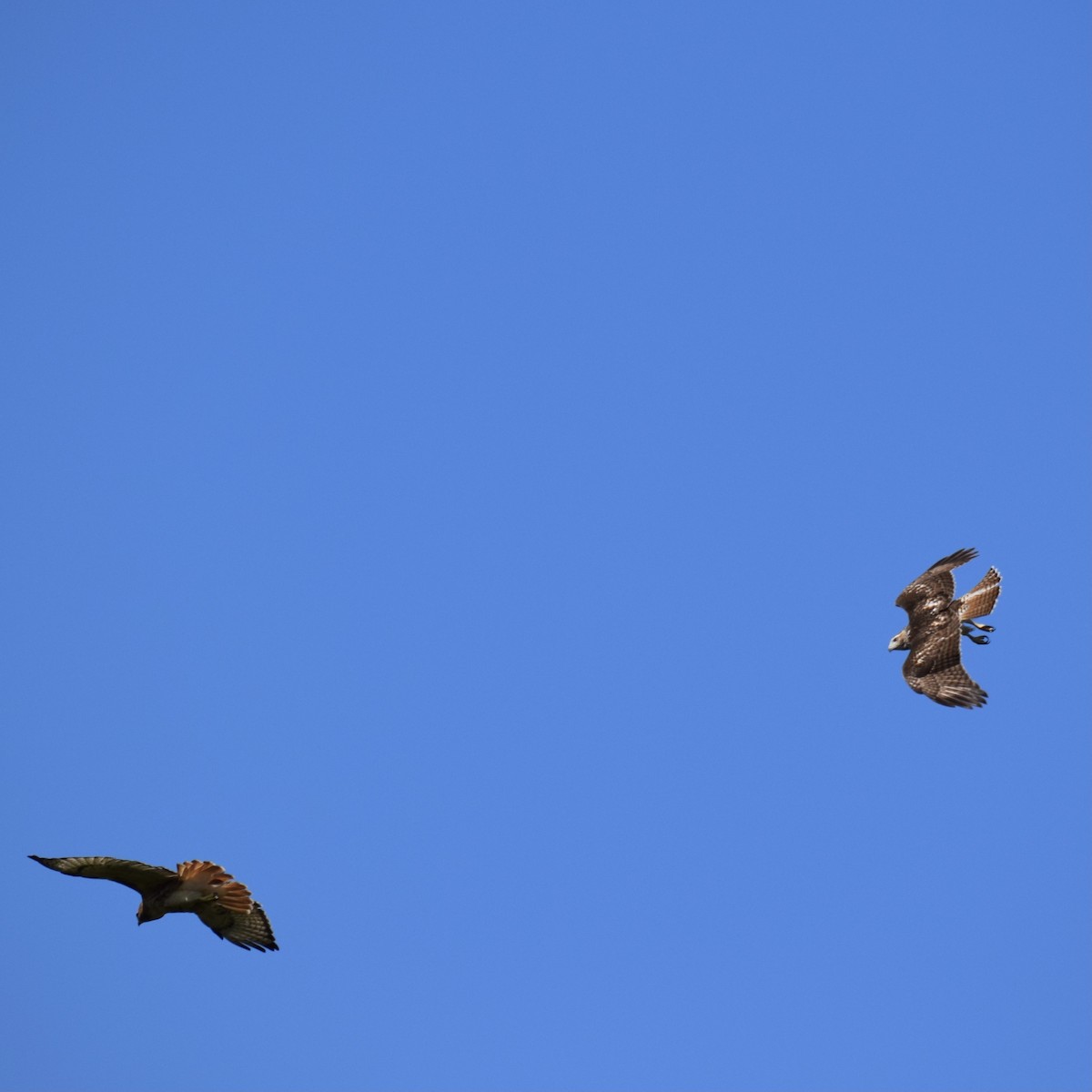 Red-tailed Hawk - ML374285831