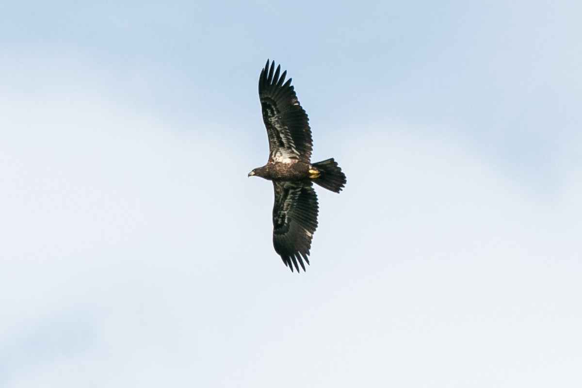 Weißkopf-Seeadler - ML374285941