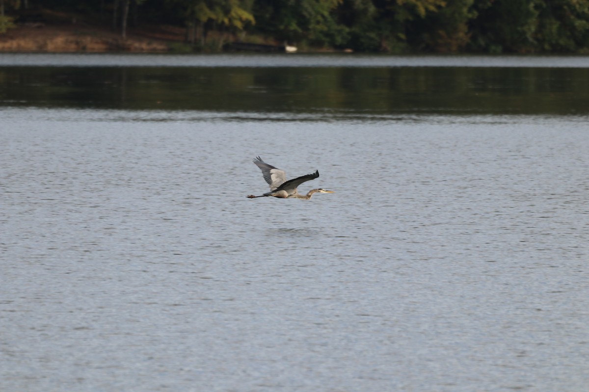 Great Blue Heron - ML374286211