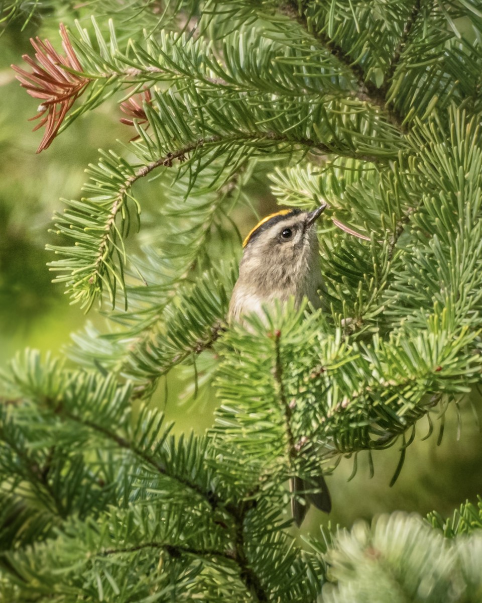 Roitelet à couronne dorée - ML374286311