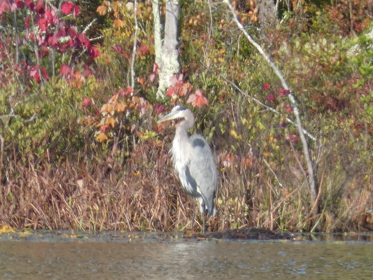 Garza Azulada - ML374286321