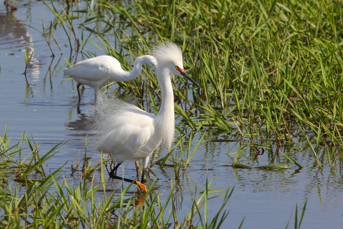 Snowy Egret - ML374286581