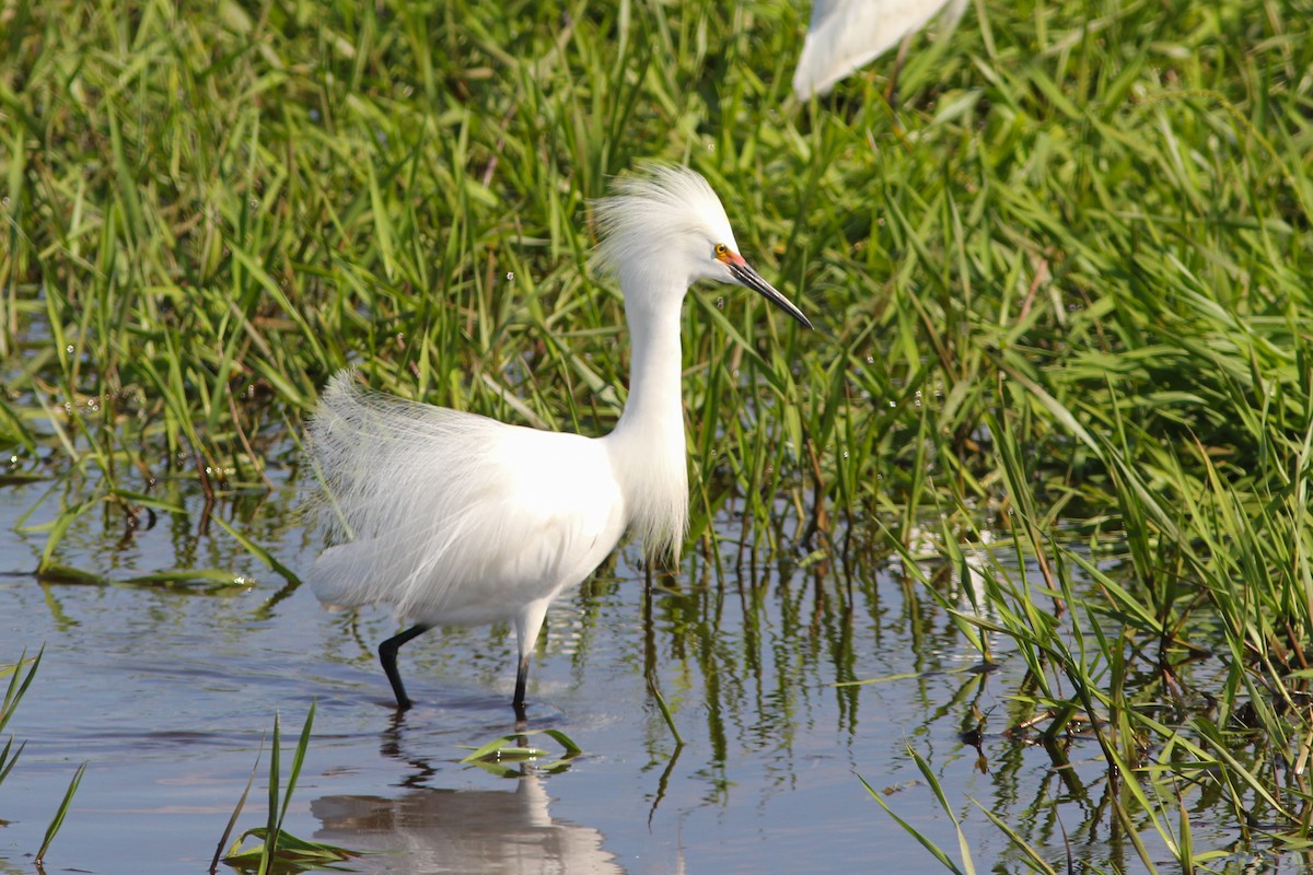 Aigrette neigeuse - ML374286591