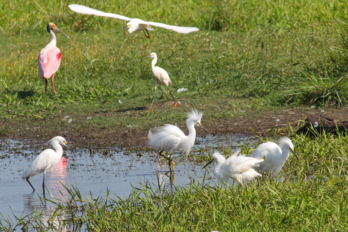 Snowy Egret - ML374286601