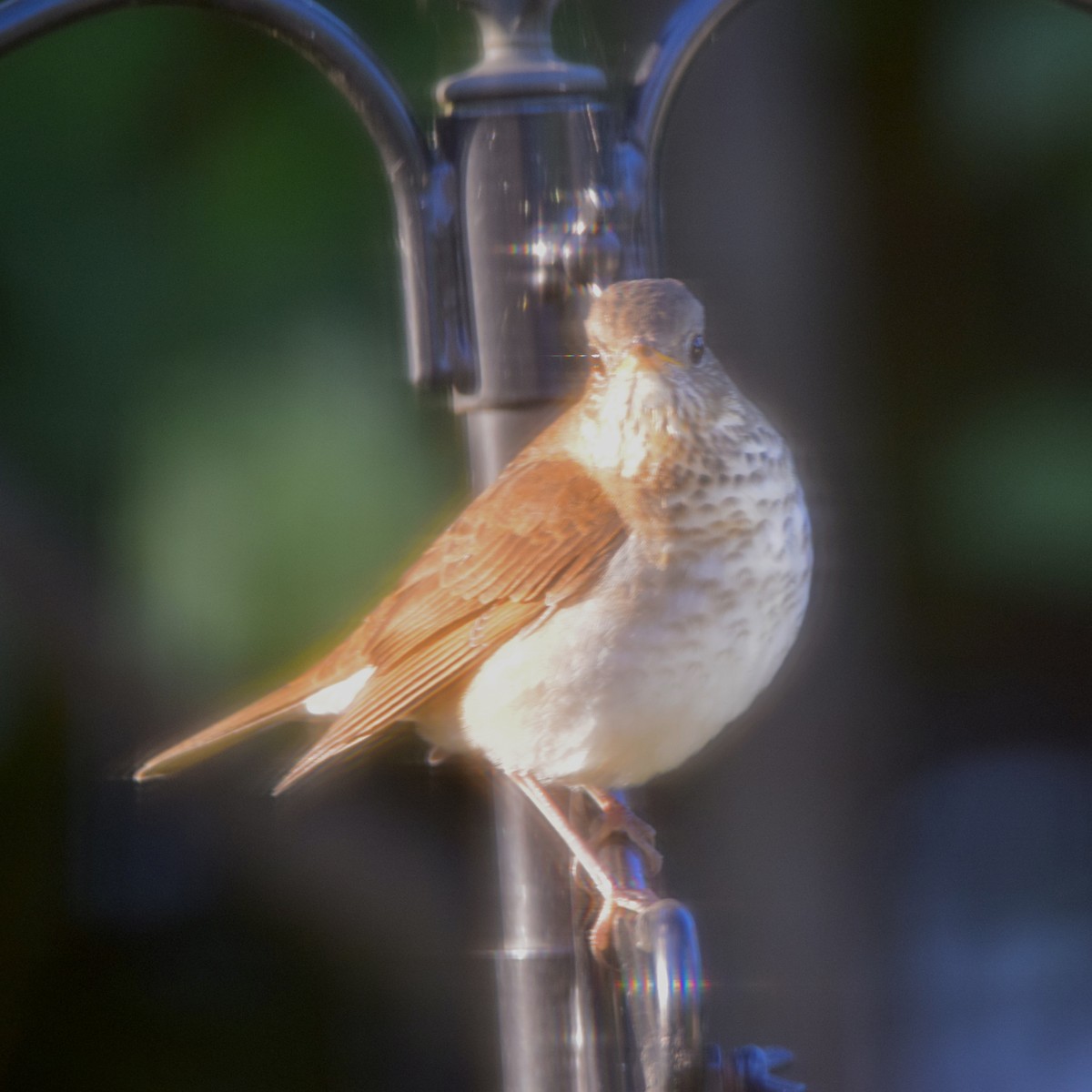 Hermit Thrush - ML374287991