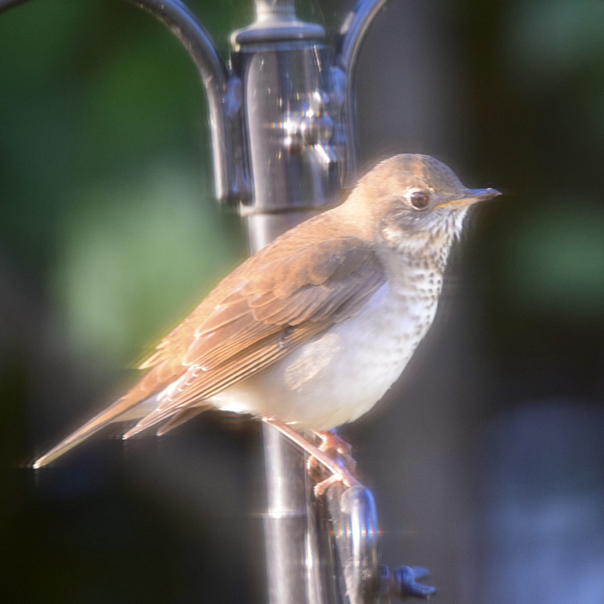 Hermit Thrush - ML374288001