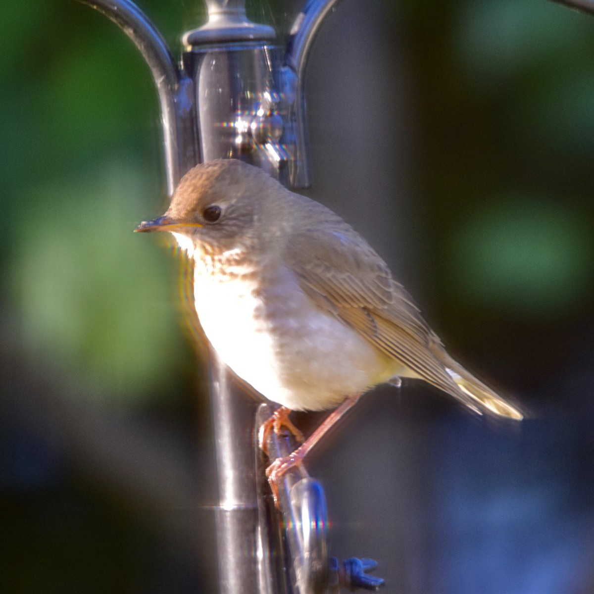 Hermit Thrush - ML374288011