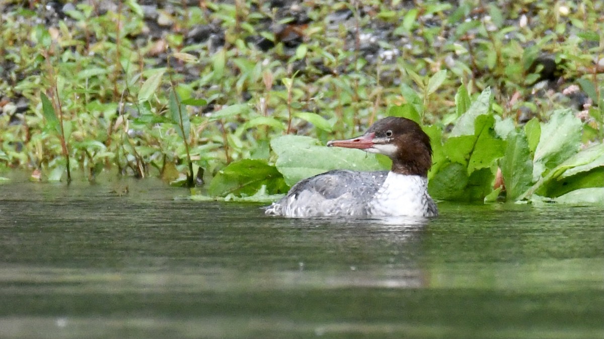 Common Merganser - Della Alcorn