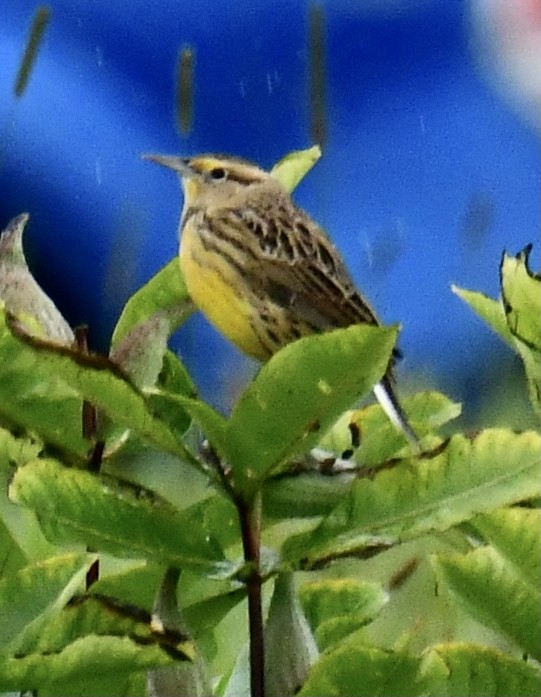 Eastern Meadowlark - Gary Roberts