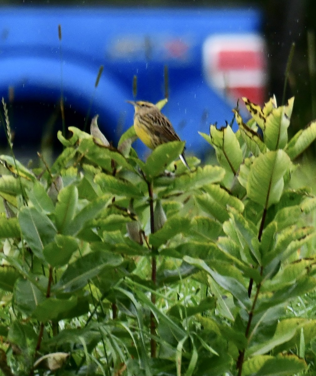 Eastern Meadowlark - ML374289961