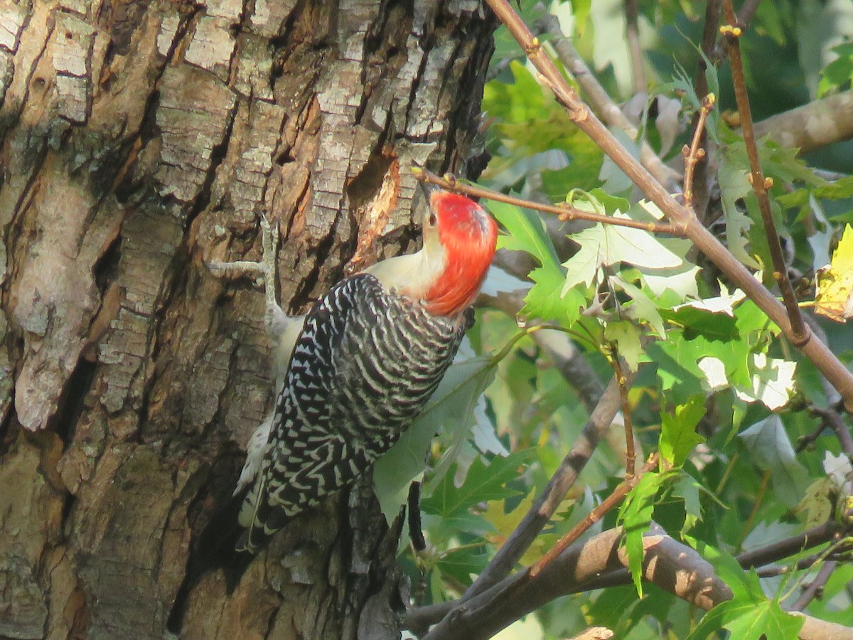 Red-bellied Woodpecker - ML374290741