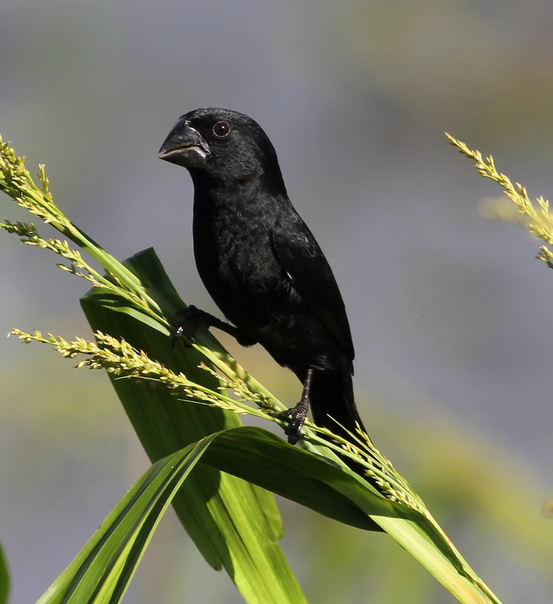 Black-billed Seed-Finch - Jason Leifester