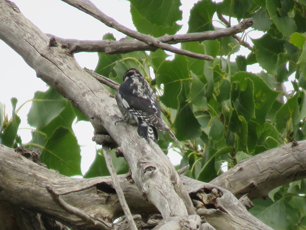Red-naped Sapsucker - ML374291041