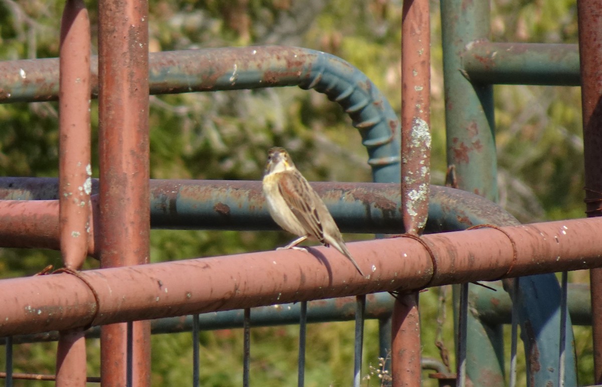 Dickcissel - John Kent