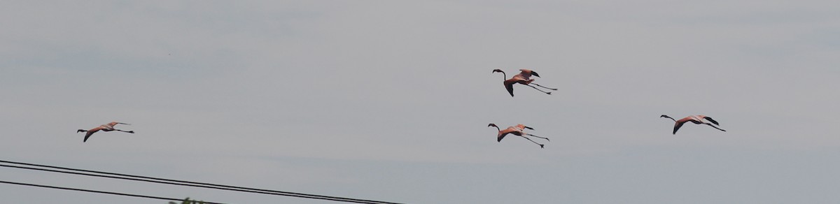 American Flamingo - ML374291651