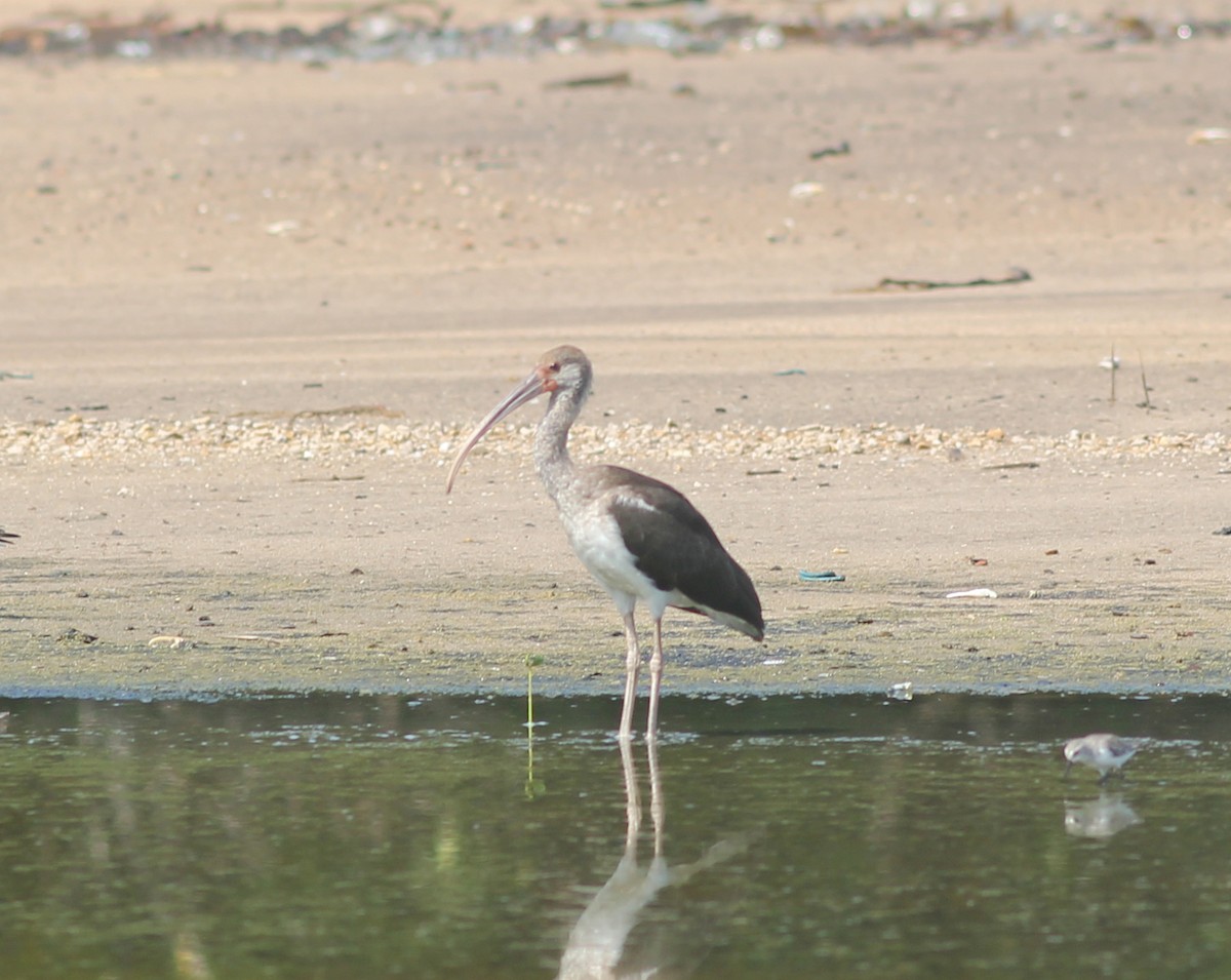 ibis sp. - ML374292201