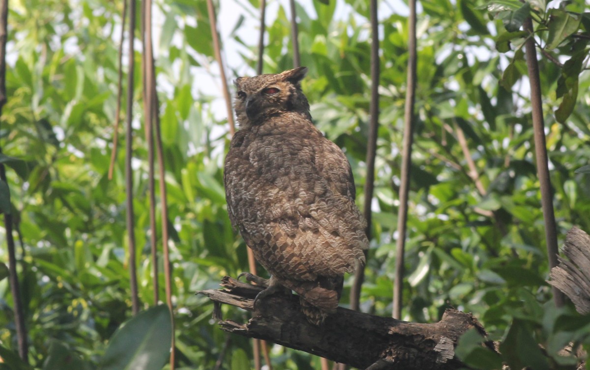 Great Horned Owl - ML374292901