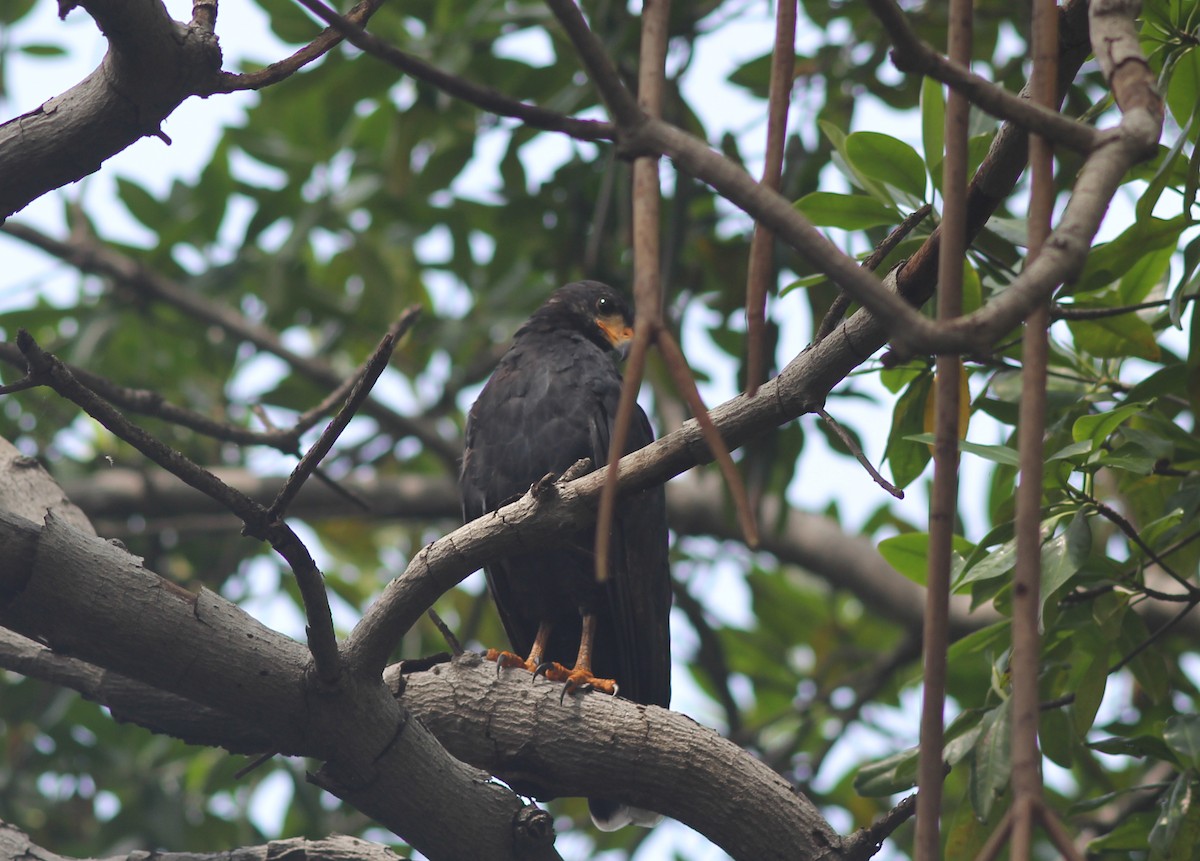 Common Black Hawk - ML374293221