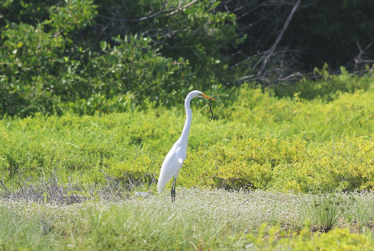 Great Egret - ML374293651