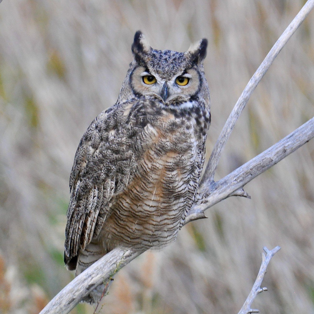 Great Horned Owl - Cheryl & Scott Taylor