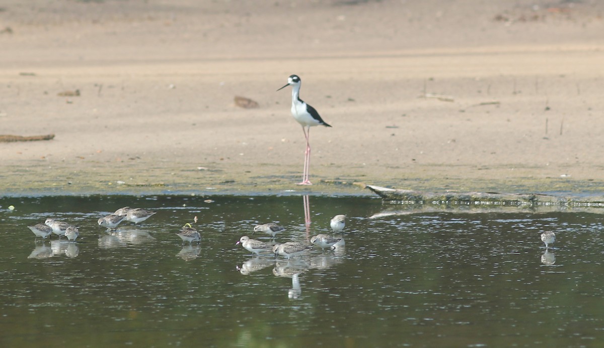 Semipalmated Sandpiper - ML374294291
