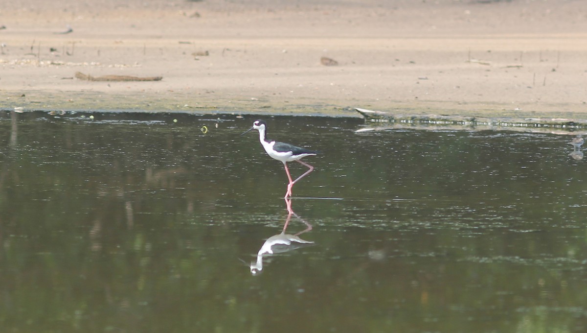 Black-necked Stilt - ML374294691