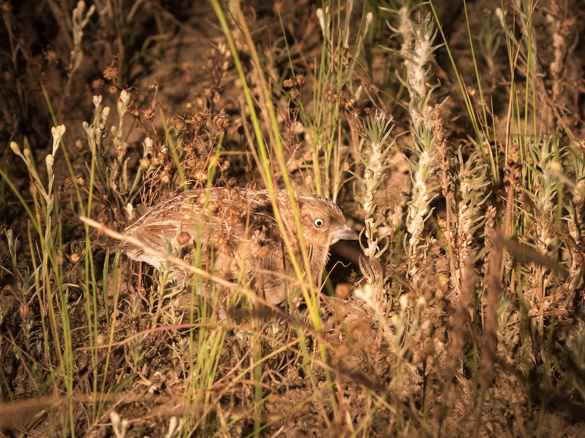 Little Buttonquail - ML374295111