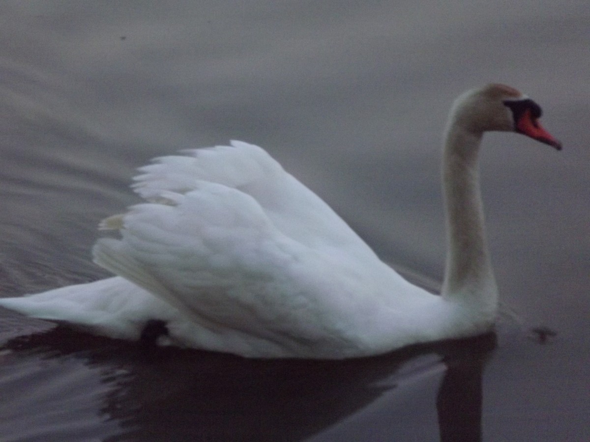 Mute Swan - ML37429581