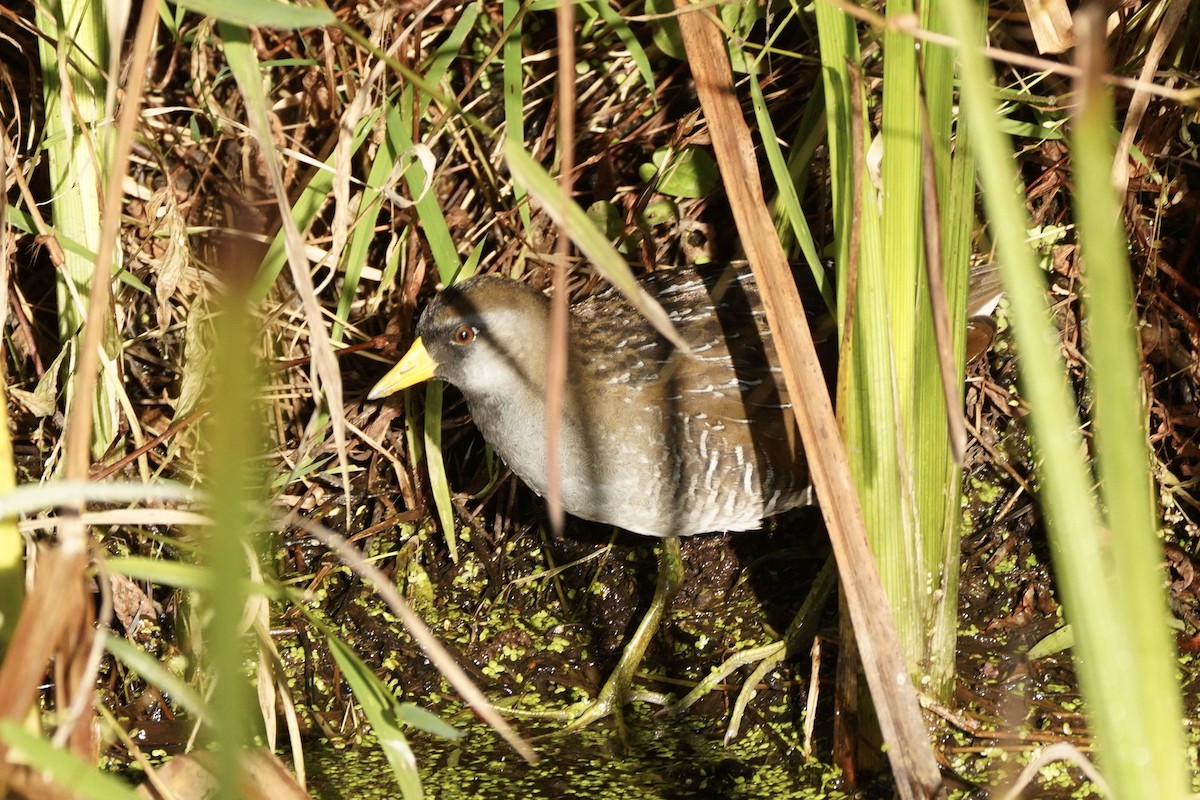 Polluela Sora - ML374298321