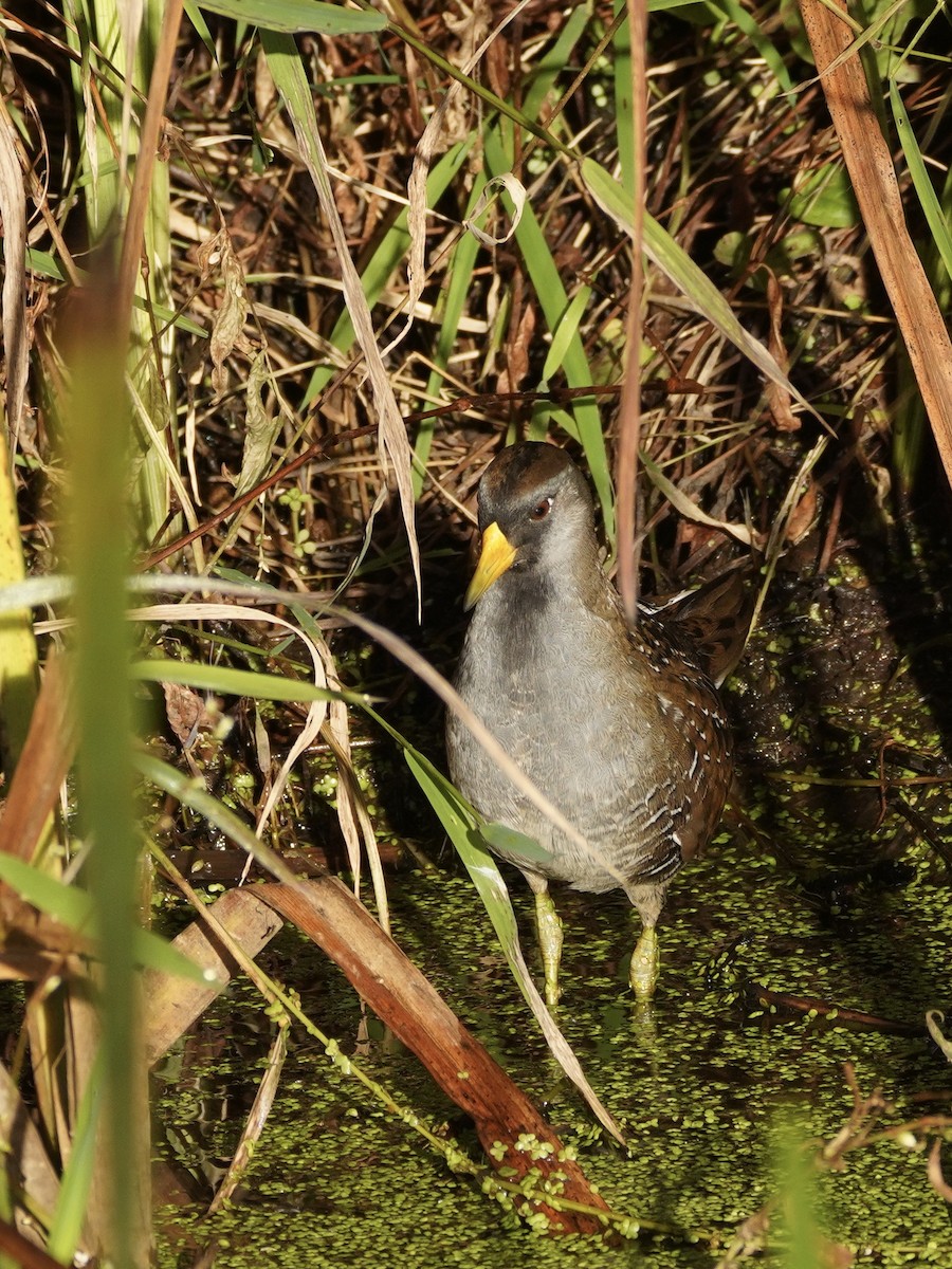 Polluela Sora - ML374298361