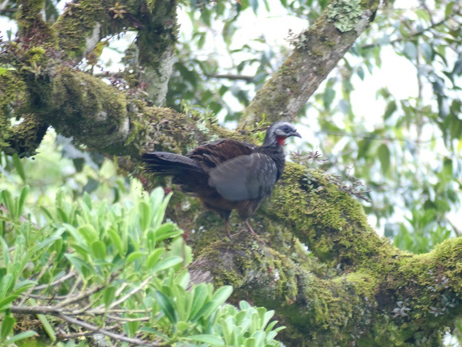 Andean Guan - vicente danhier