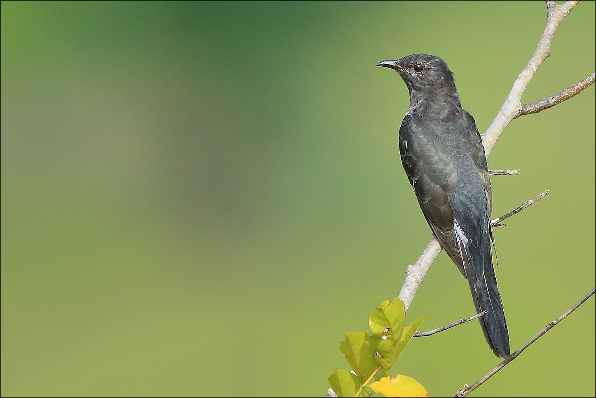 Gray-bellied Cuckoo - Albin Jacob