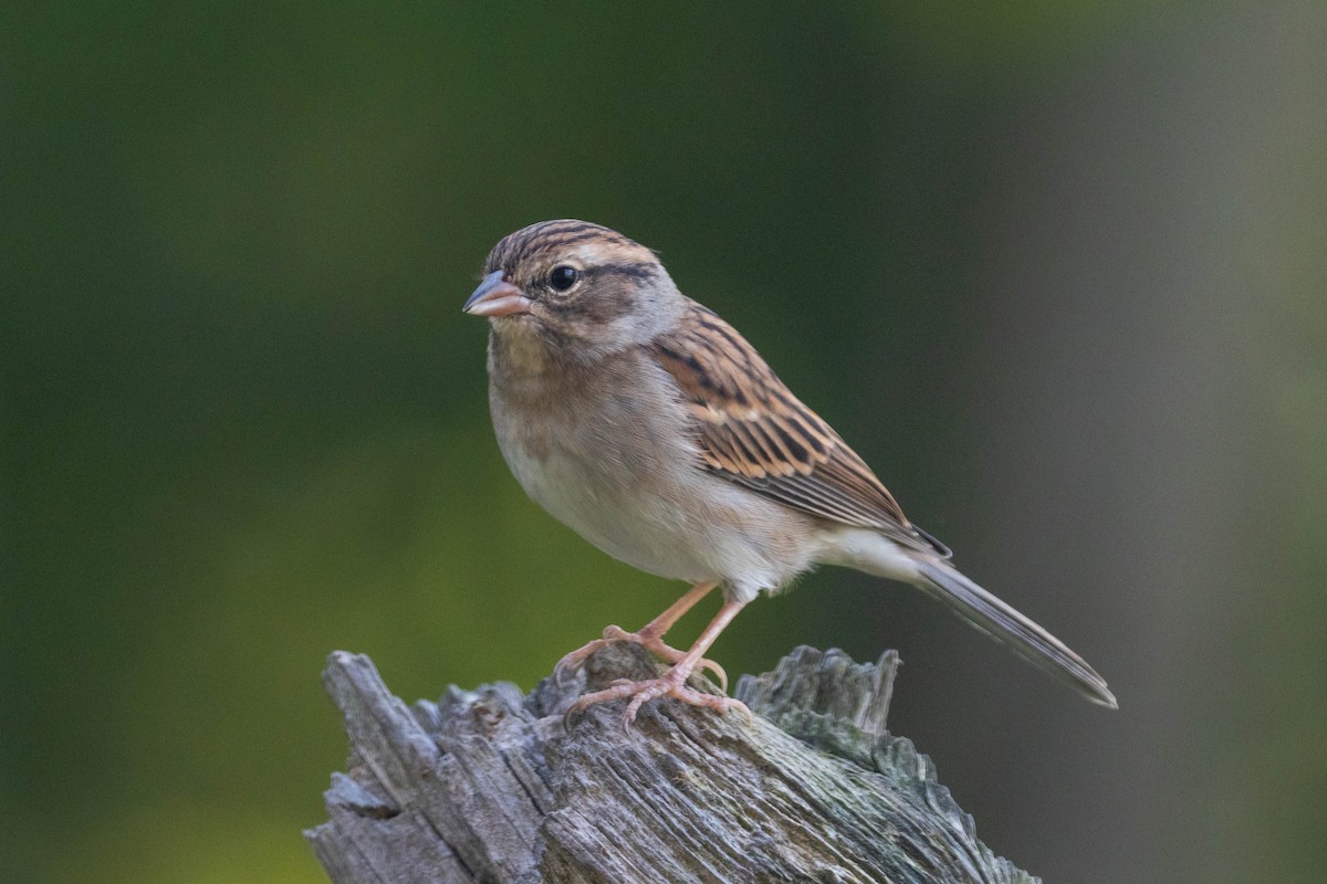 Chipping Sparrow - Miriam Baril