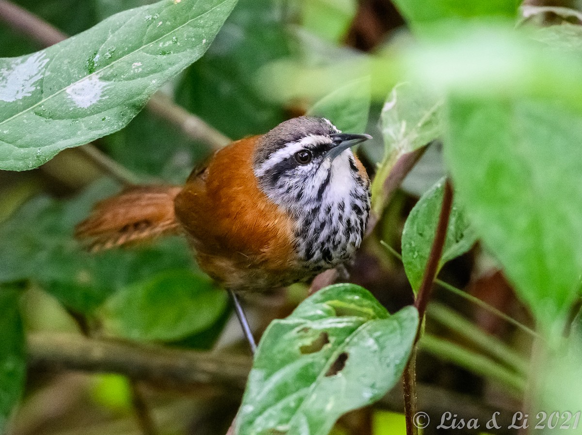 Inca Wren - ML374300981