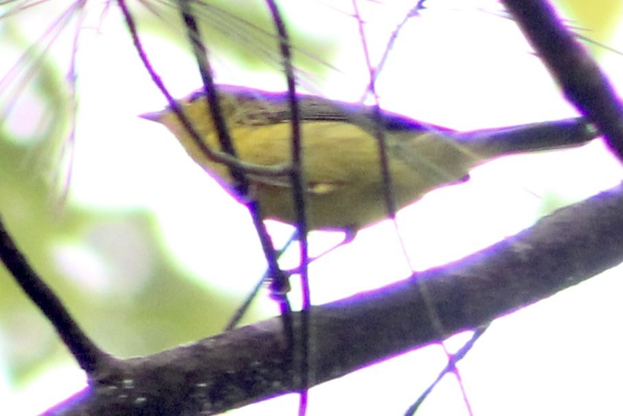 Wilson's Warbler - ML374301961
