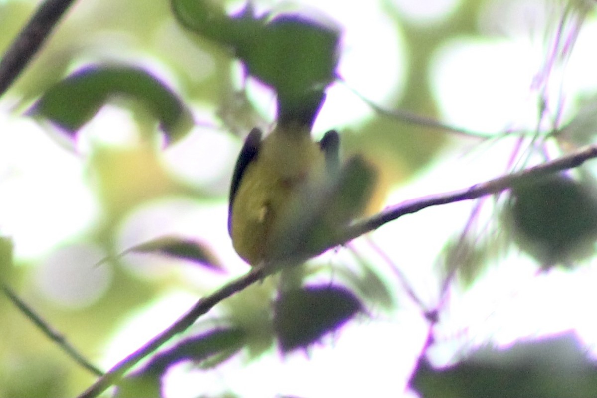 Wilson's Warbler - ML374301971