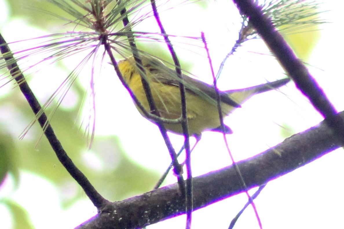 Wilson's Warbler - ML374301981