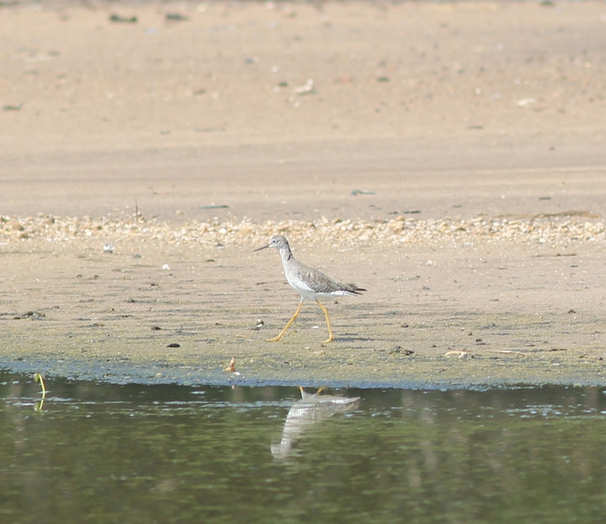 Lesser Yellowlegs - ML374303211