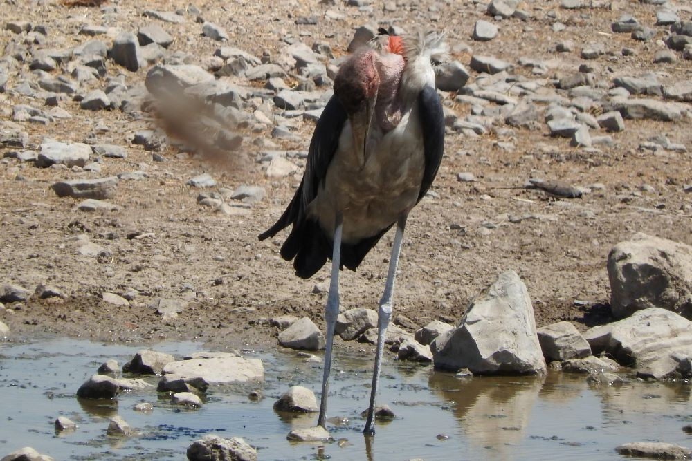 Marabou Stork - ML374303521